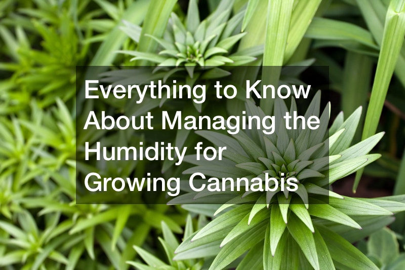 Everything to Know About Managing the Humidity for Growing Cannabis